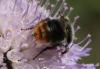 Bombus sp.